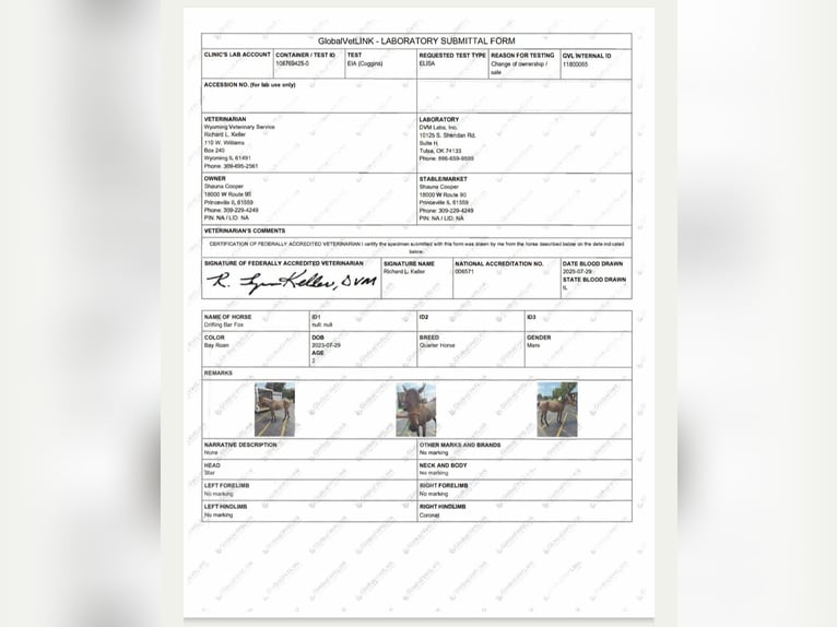 Caballo cuarto de milla Yegua 2 años 147 cm Castaño-ruano in Princeville