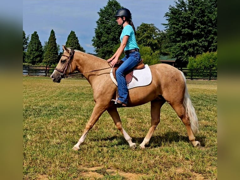 Caballo cuarto de milla Yegua 2 años 147 cm Palomino in Robards
