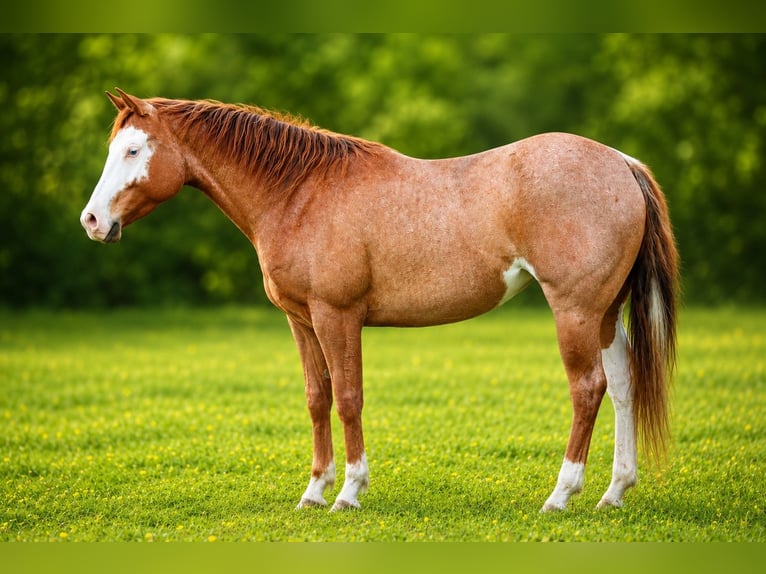 Caballo cuarto de milla Yegua 2 años 147 cm Ruano alazán in Travelsjö