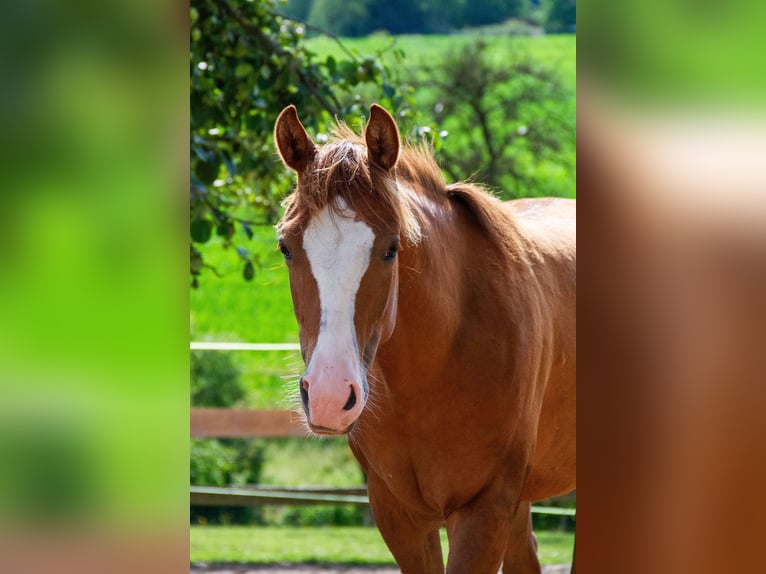 Caballo cuarto de milla Yegua 2 años 148 cm Alazán in Alfeld (Leine)