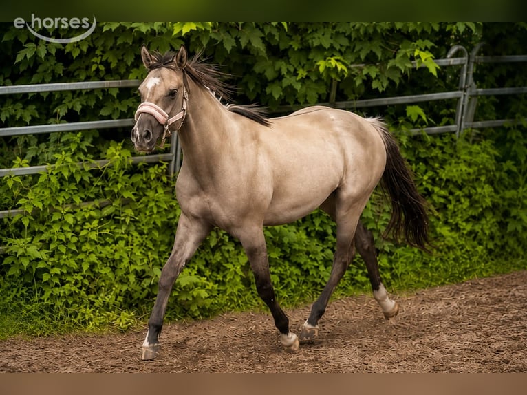Caballo cuarto de milla Yegua 2 años 148 cm Grullo in Berschweiler
