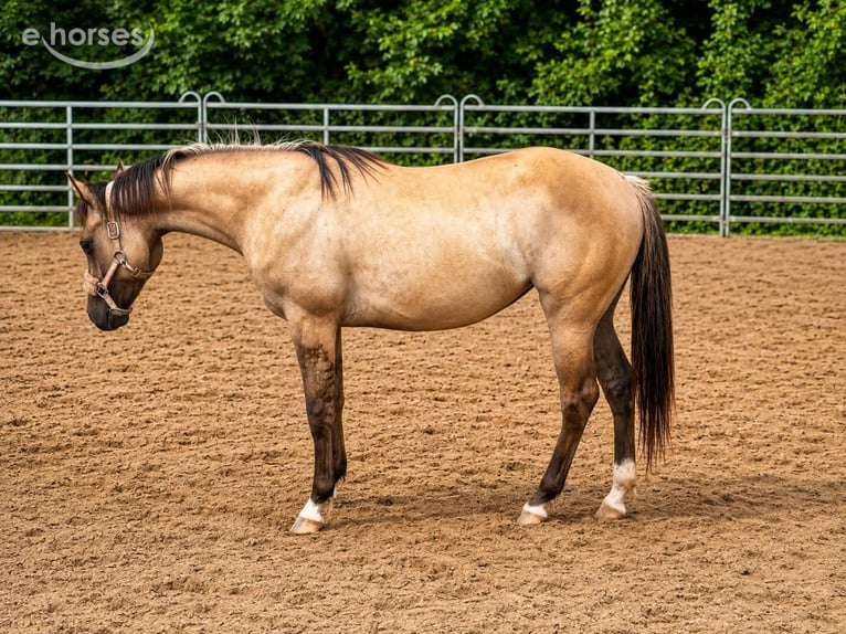 Caballo cuarto de milla Yegua 2 años 148 cm Grullo in Berschweiler