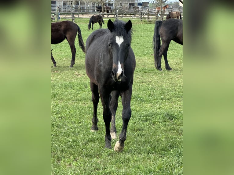 Caballo cuarto de milla Mestizo Yegua 2 años 148 cm Morcillo in Buchen (Odenwald)