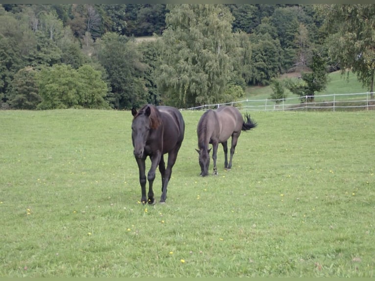 Caballo cuarto de milla Yegua 2 años 148 cm Negro in Bernried