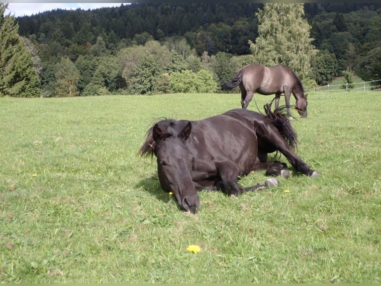 Caballo cuarto de milla Yegua 2 años 148 cm Negro in Bernried