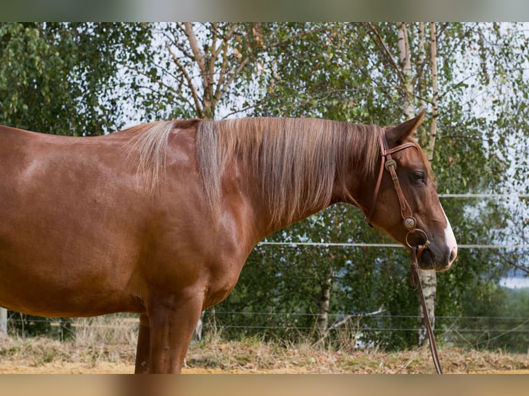 Caballo cuarto de milla Yegua 2 años 149 cm Alazán-tostado in Pulgarn