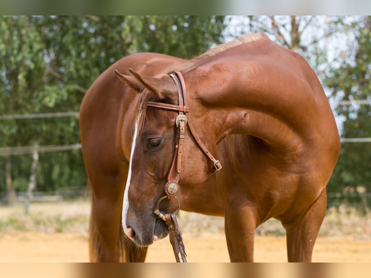 Caballo cuarto de milla Yegua 2 años 149 cm Alazán-tostado in Pulgarn