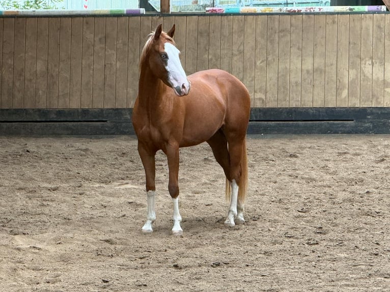 Caballo cuarto de milla Yegua 2 años 150 cm Alazán in Liebenau