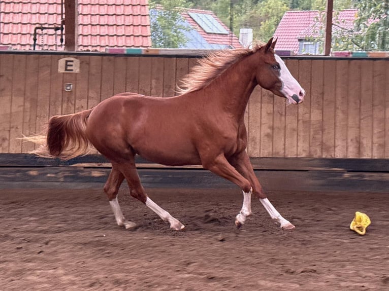 Caballo cuarto de milla Yegua 2 años 150 cm Alazán in Liebenau