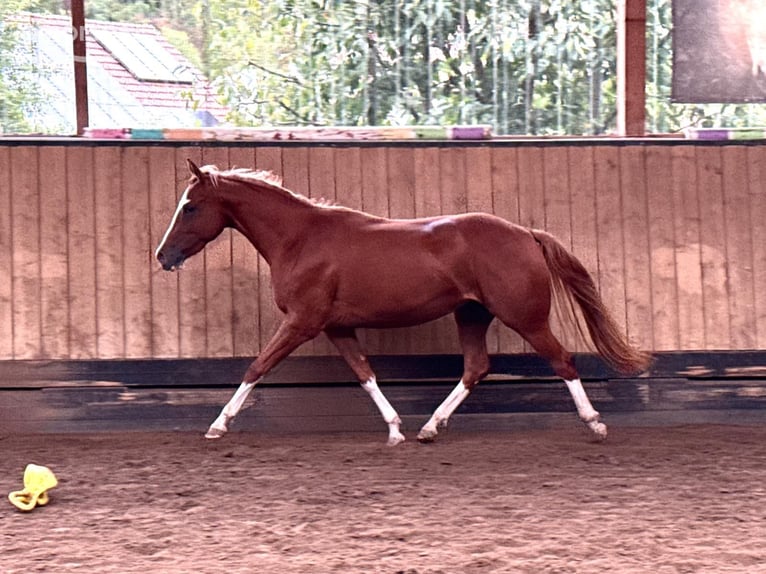 Caballo cuarto de milla Yegua 2 años 150 cm Alazán in Liebenau