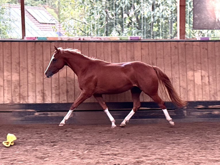 Caballo cuarto de milla Yegua 2 años 150 cm Alazán in Liebenau
