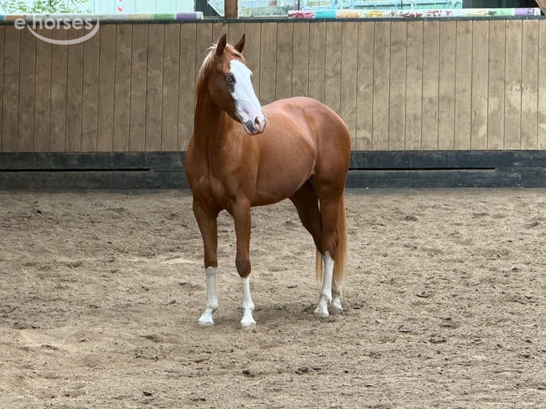 Caballo cuarto de milla Yegua 2 años 150 cm Alazán in Liebenau