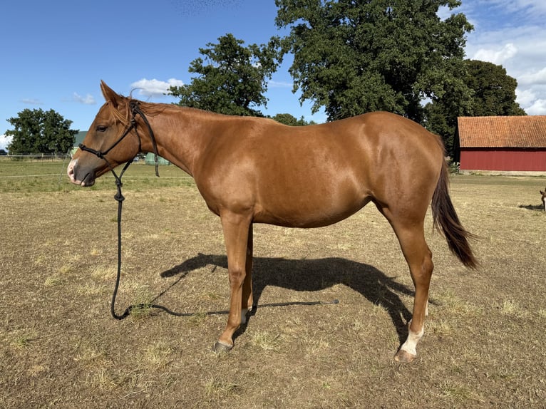 Caballo cuarto de milla Yegua 2 años 150 cm Alazán in Neustadt am Rübenberge