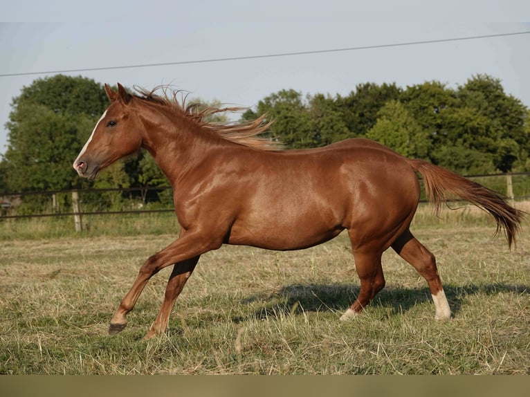 Caballo cuarto de milla Yegua 2 años 150 cm Alazán in Erkelenz