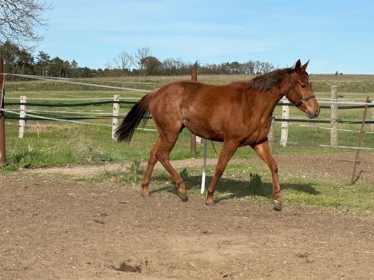 Caballo cuarto de milla Yegua 2 años 150 cm Alazán-tostado in Ludwigslust