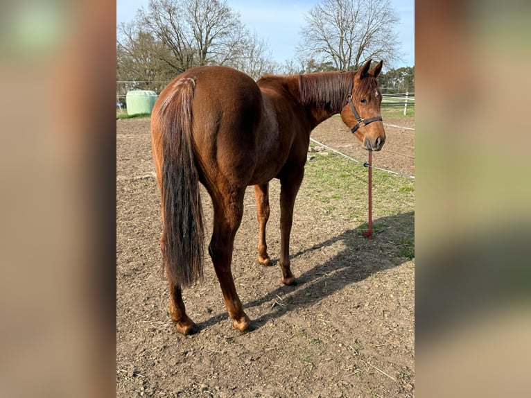 Caballo cuarto de milla Yegua 2 años 150 cm Alazán-tostado in Ludwigslust