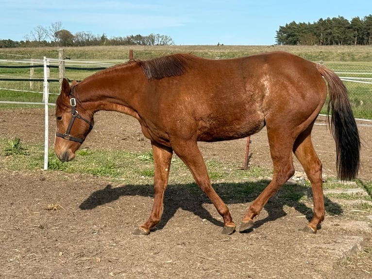 Caballo cuarto de milla Yegua 2 años 150 cm Alazán-tostado in Ludwigslust