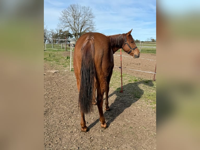 Caballo cuarto de milla Yegua 2 años 150 cm Alazán-tostado in Ludwigslust