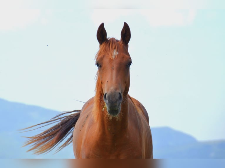 Caballo cuarto de milla Yegua 2 años 150 cm Alazán-tostado in Thalgau