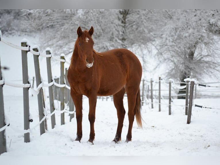 Caballo cuarto de milla Yegua 2 años 150 cm Alazán-tostado in Thalgau