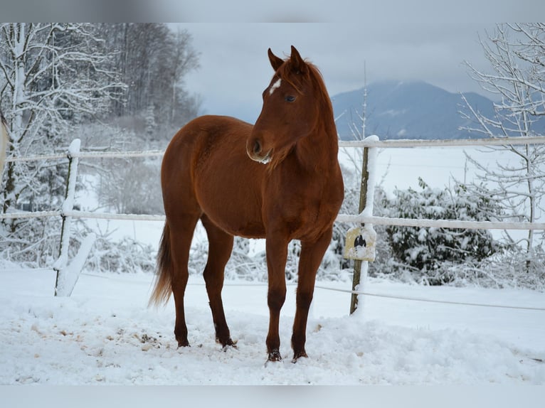 Caballo cuarto de milla Yegua 2 años 150 cm Alazán-tostado in Thalgau