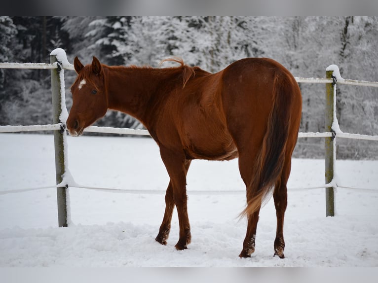 Caballo cuarto de milla Yegua 2 años 150 cm Alazán-tostado in Thalgau