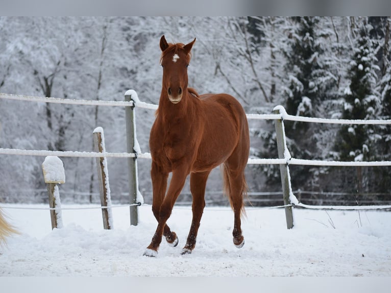 Caballo cuarto de milla Yegua 2 años 150 cm Alazán-tostado in Thalgau