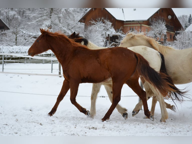 Caballo cuarto de milla Yegua 2 años 150 cm Alazán-tostado in Thalgau