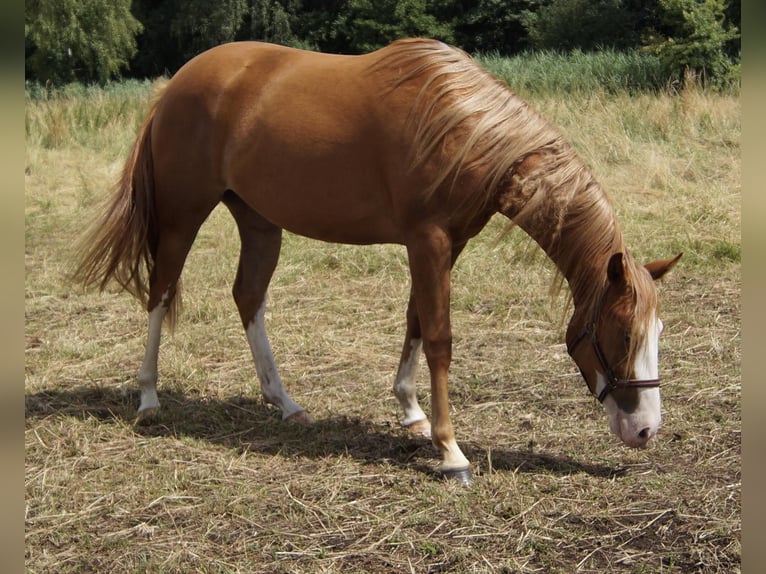 Caballo cuarto de milla Yegua 2 años 150 cm Alazán in Treuenbrietzen