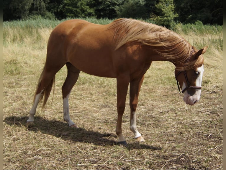 Caballo cuarto de milla Yegua 2 años 150 cm Alazán in Treuenbrietzen