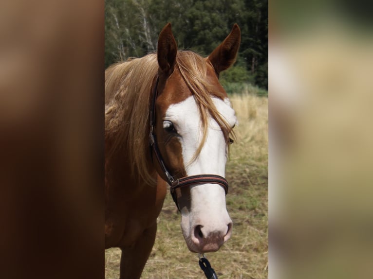 Caballo cuarto de milla Yegua 2 años 150 cm Alazán in Treuenbrietzen