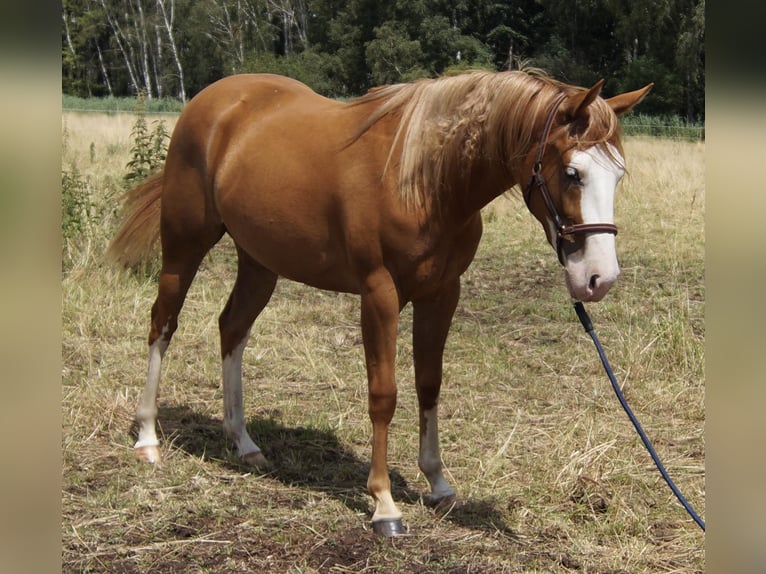 Caballo cuarto de milla Yegua 2 años 150 cm Alazán in Treuenbrietzen