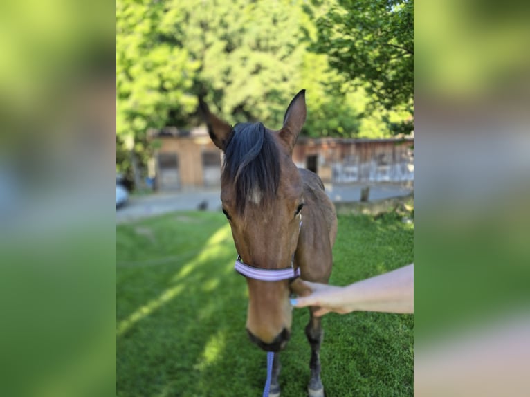Caballo cuarto de milla Yegua 2 años 150 cm Alazán in Hitzendorf