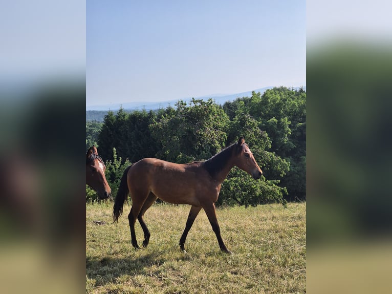 Caballo cuarto de milla Yegua 2 años 150 cm Alazán in Hitzendorf