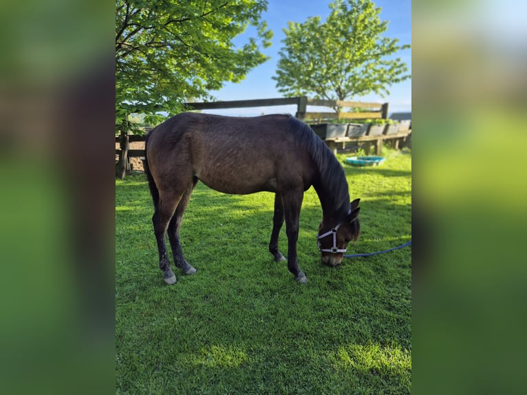 Caballo cuarto de milla Yegua 2 años 150 cm Alazán in Hitzendorf