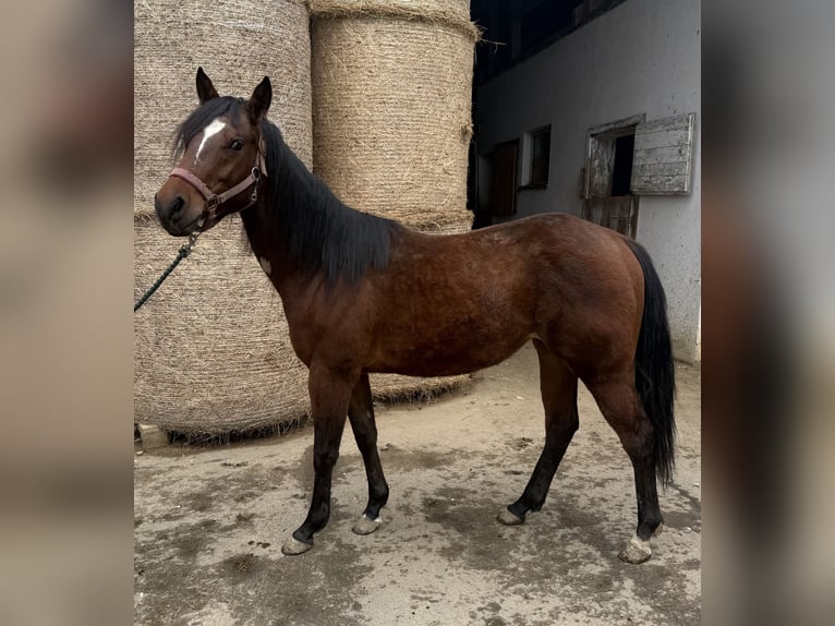 Caballo cuarto de milla Yegua 2 años 150 cm Castaño oscuro in Hitzendorf