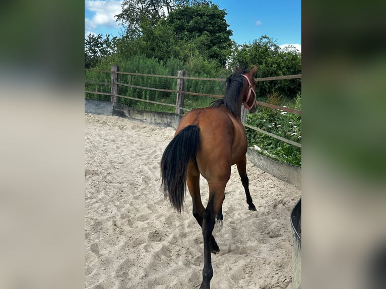 Caballo cuarto de milla Yegua 2 años 150 cm Castaño in Hamburg