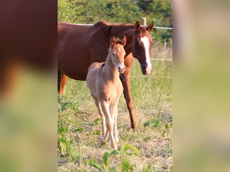 Caballo cuarto de milla Mestizo Yegua 2 años 150 cm Champán in Waldshut-Tiengen