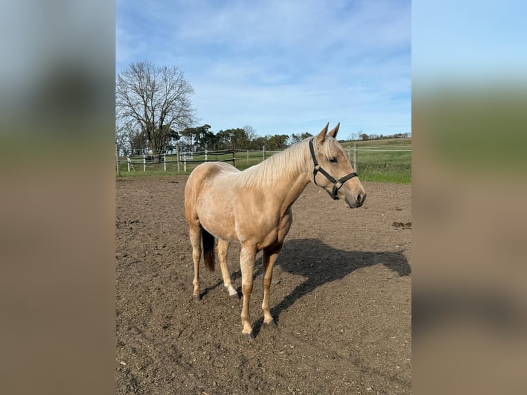 Caballo cuarto de milla Yegua 2 años 150 cm Palomino in Ludwigslust