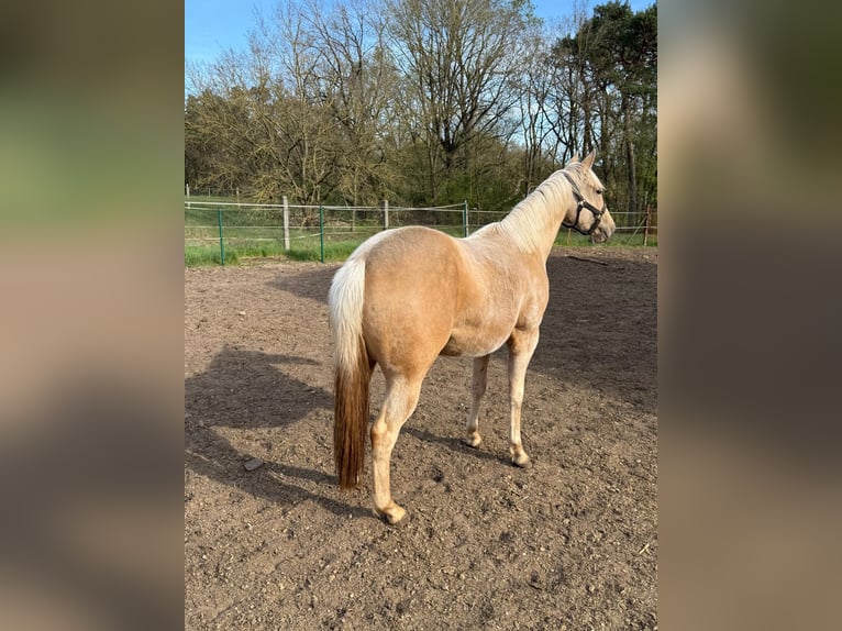 Caballo cuarto de milla Yegua 2 años 150 cm Palomino in Ludwigslust