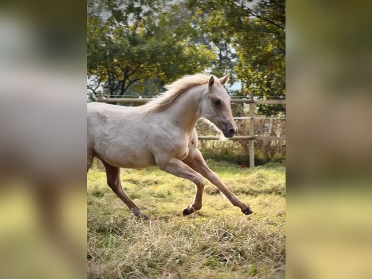 Caballo cuarto de milla Yegua 2 años 150 cm Palomino in Ludwigslust