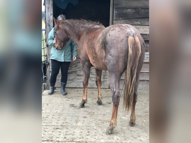 Caballo cuarto de milla Yegua 2 años 150 cm Ruano alazán in Sint-Joris