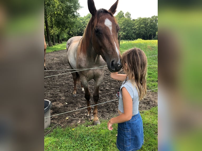 Caballo cuarto de milla Yegua 2 años 150 cm Ruano alazán in Sint-Joris