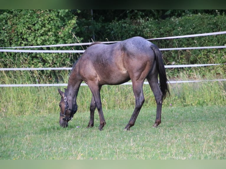 Caballo cuarto de milla Yegua 2 años 150 cm Ruano azulado in Breitenbach