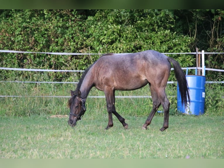 Caballo cuarto de milla Yegua 2 años 150 cm Ruano azulado in Breitenbach