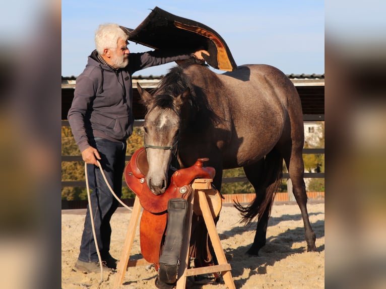 Caballo cuarto de milla Yegua 2 años 150 cm Tordo in Müglitztal