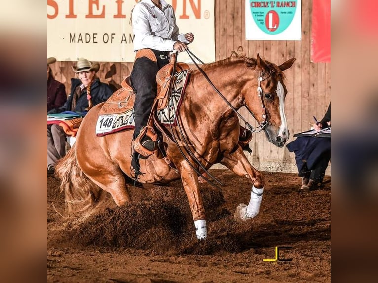 Caballo cuarto de milla Yegua 2 años 151 cm Alazán-tostado in Stade