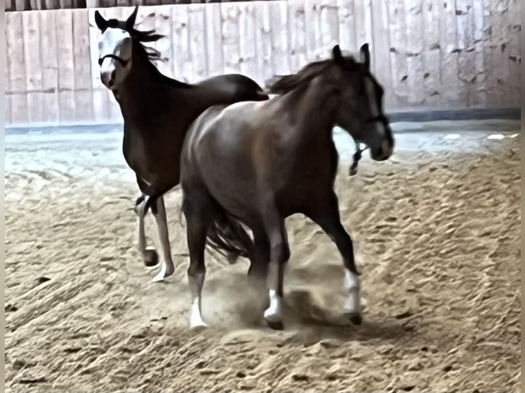 Caballo cuarto de milla Yegua 2 años 151 cm Alazán-tostado in Freystadt