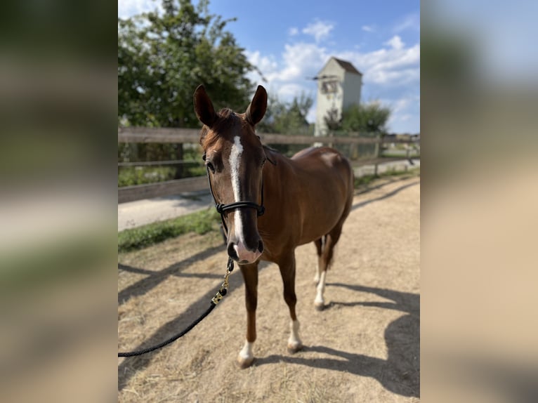 Caballo cuarto de milla Yegua 2 años 151 cm Alazán-tostado in Freystadt