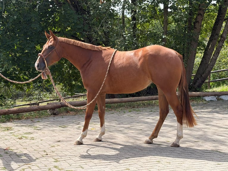 Caballo cuarto de milla Yegua 2 años 152 cm Alazán in Greifenstein